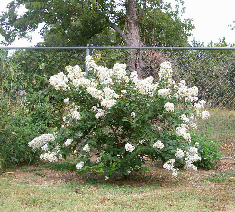 Crape Myrtle 'Sarah's Favorite'