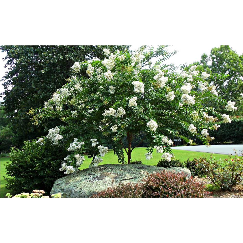 Crape Myrtle 'Sarah's Favorite'