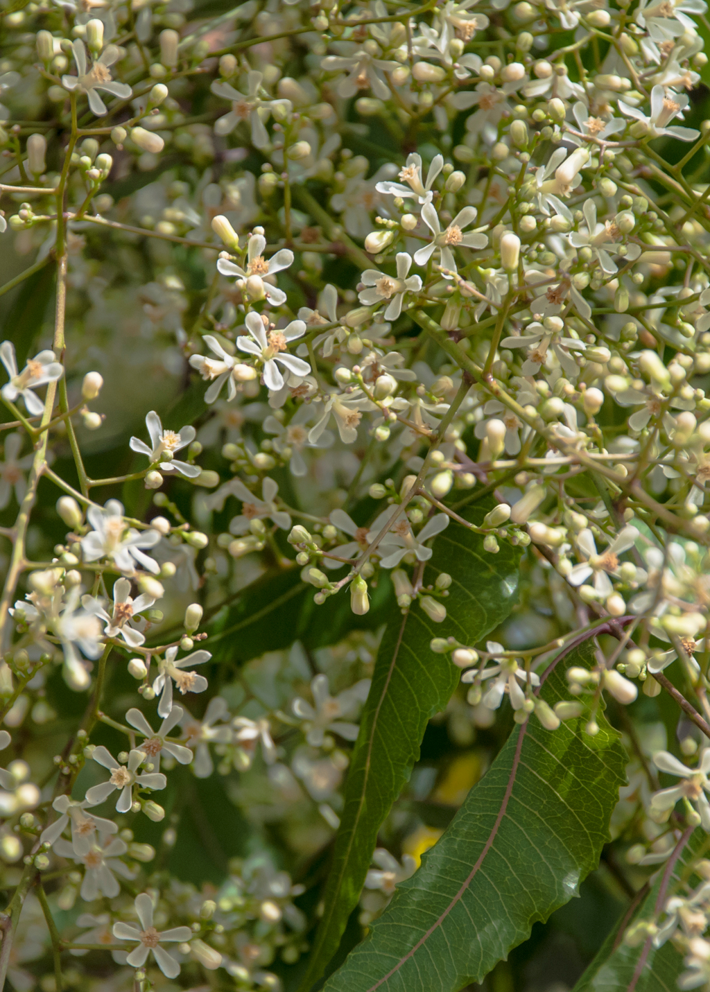 Neem Tree (Azadirachta indica)