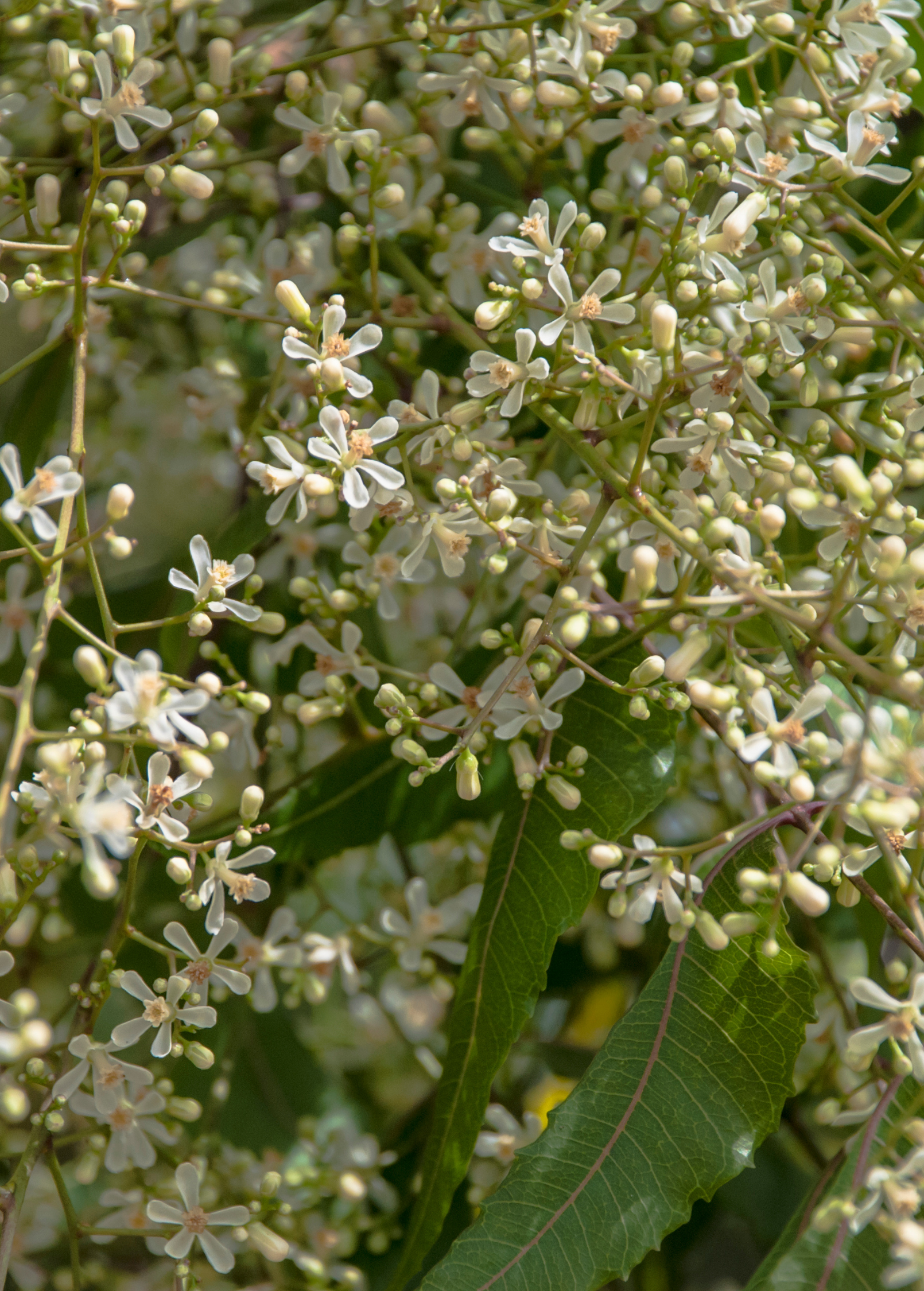 Neem Tree (Azadirachta indica)