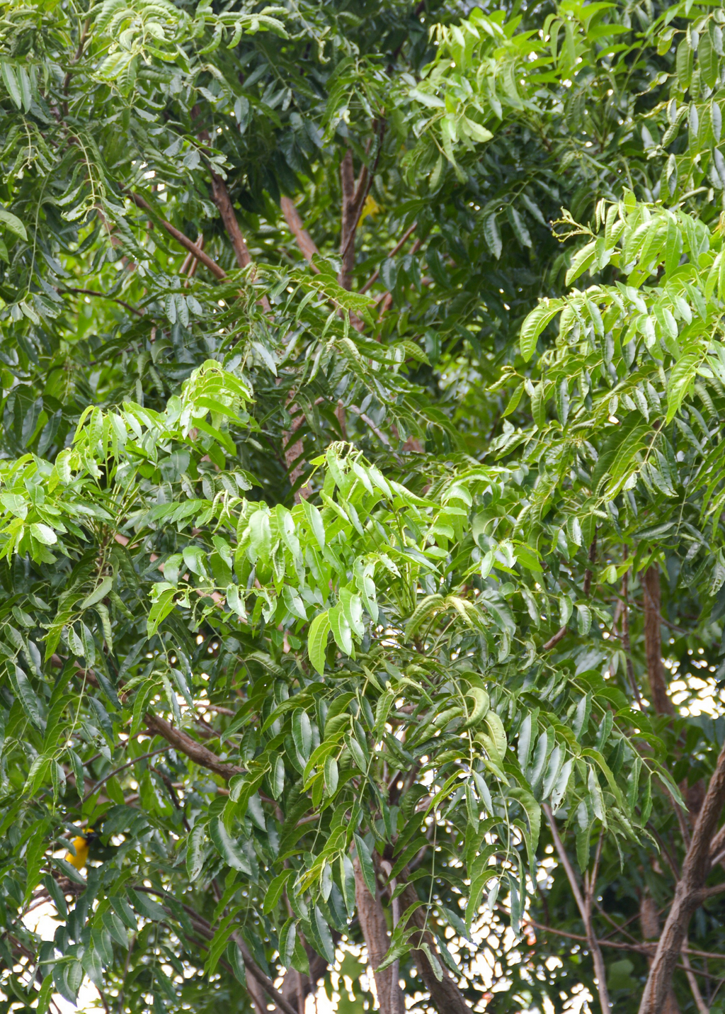 Neem Tree (Azadirachta indica)
