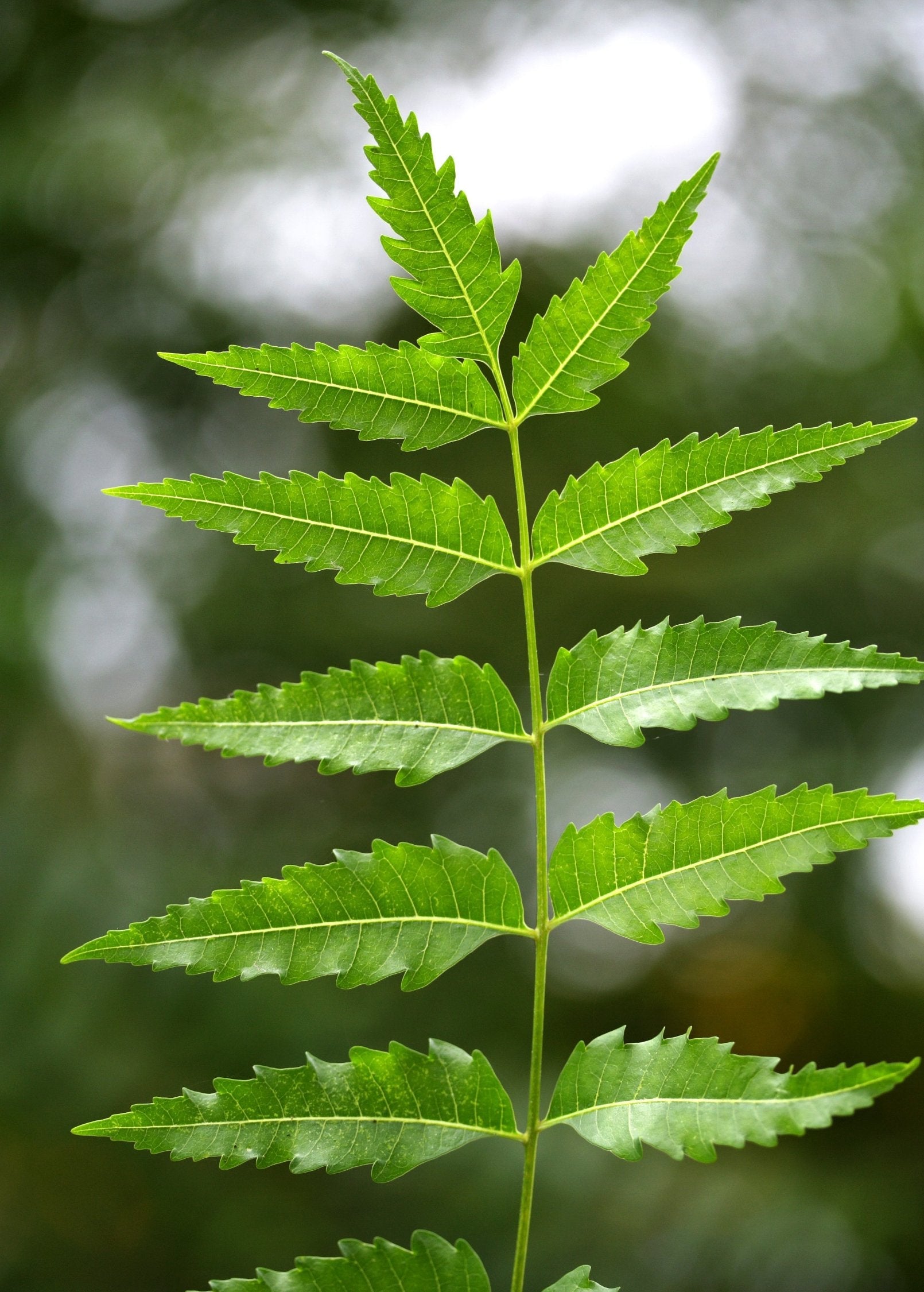 Neem Tree (Azadirachta indica)