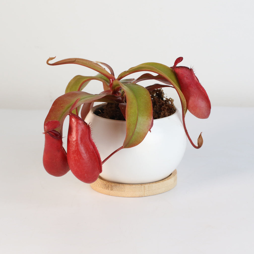 Nepenthes 'Lady Luck' Carnivorous Tropical Pitcher Plant