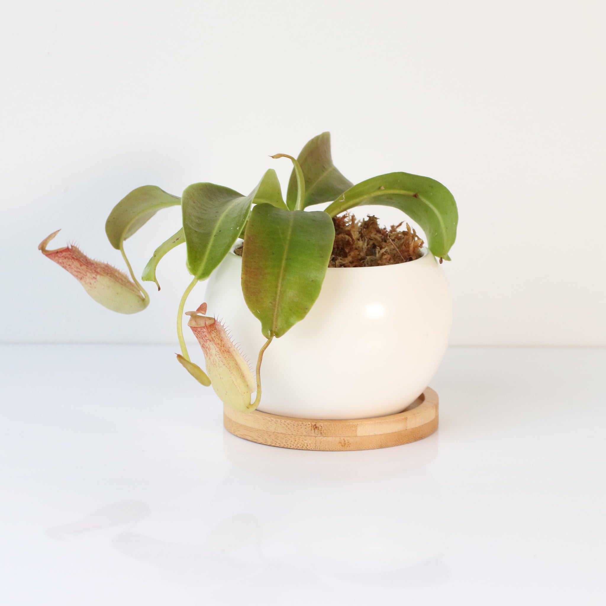 Tropical Pitcher Plant Nepenthes Miranda Carnivorous