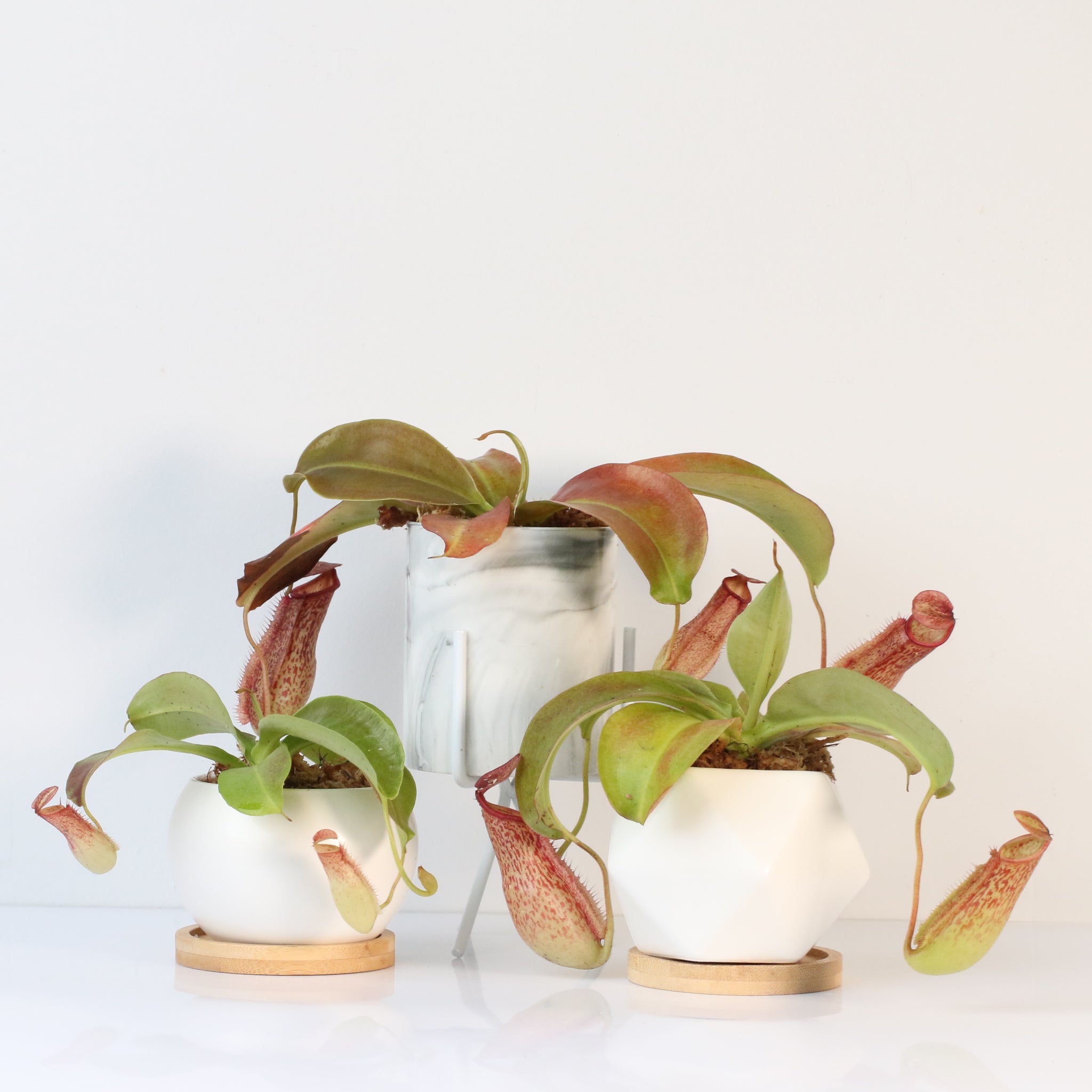 Tropical Pitcher Plant Nepenthes Miranda Carnivorous