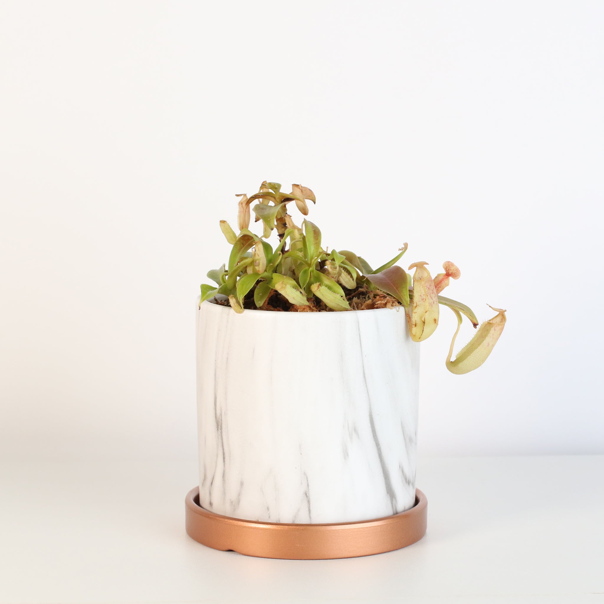 Nepenthes Sanguinea Carnivorous Pitcher Plant