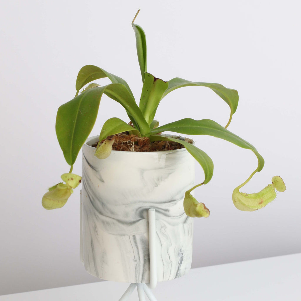 Nepenthes Sanguinea Carnivorous Pitcher Plant