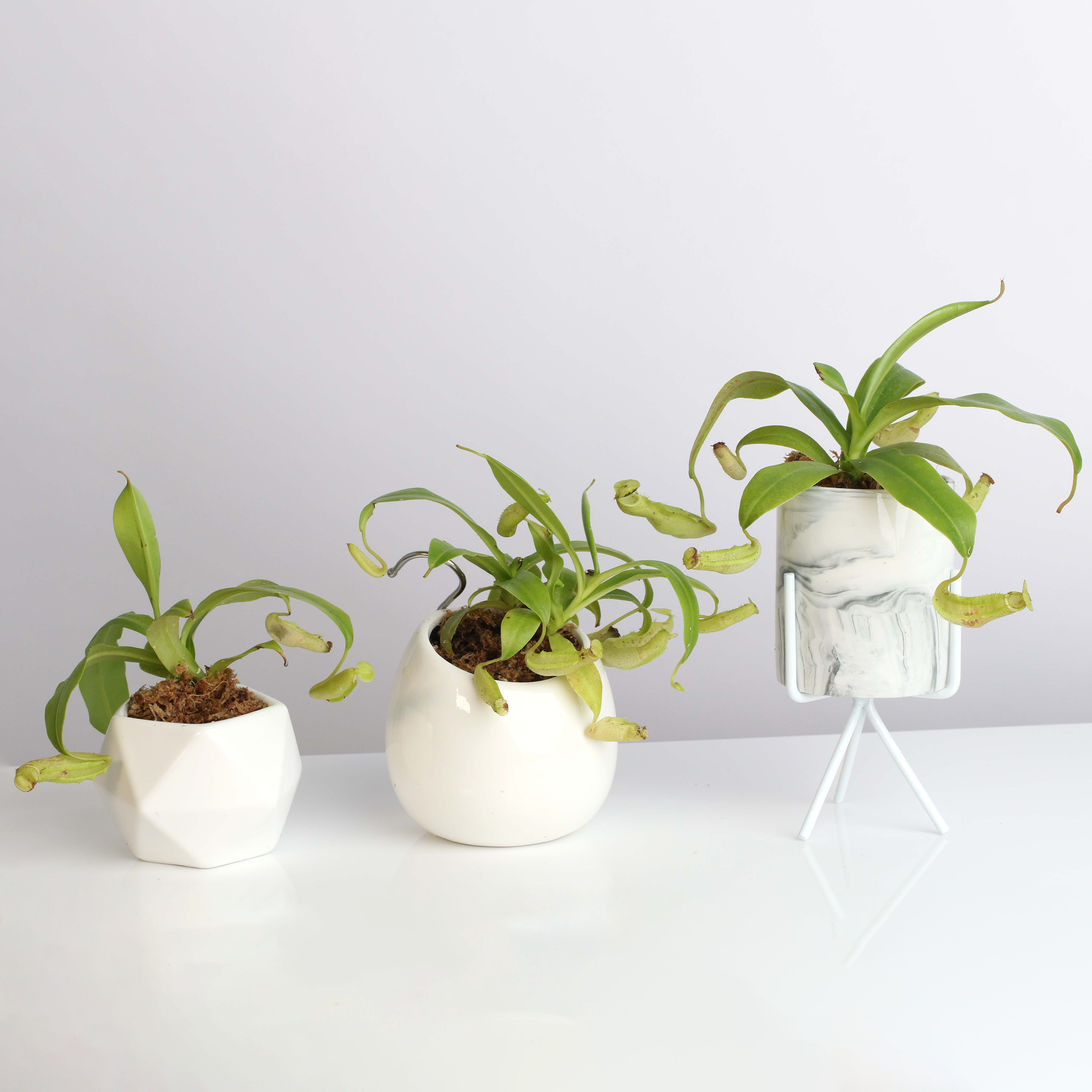 Nepenthes Sanguinea Carnivorous Pitcher Plant