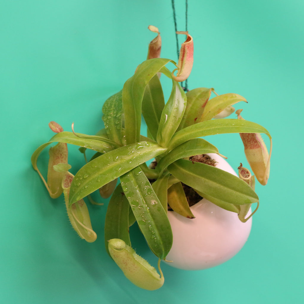 Carnival Plant Bundle Carnivorous