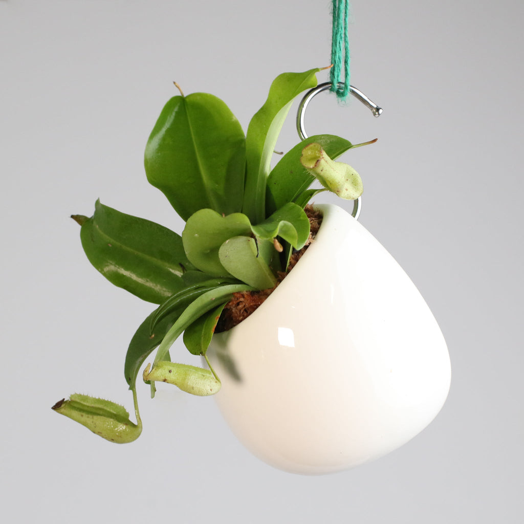 Minimalistic Ceramic White Signature Planter Bundle