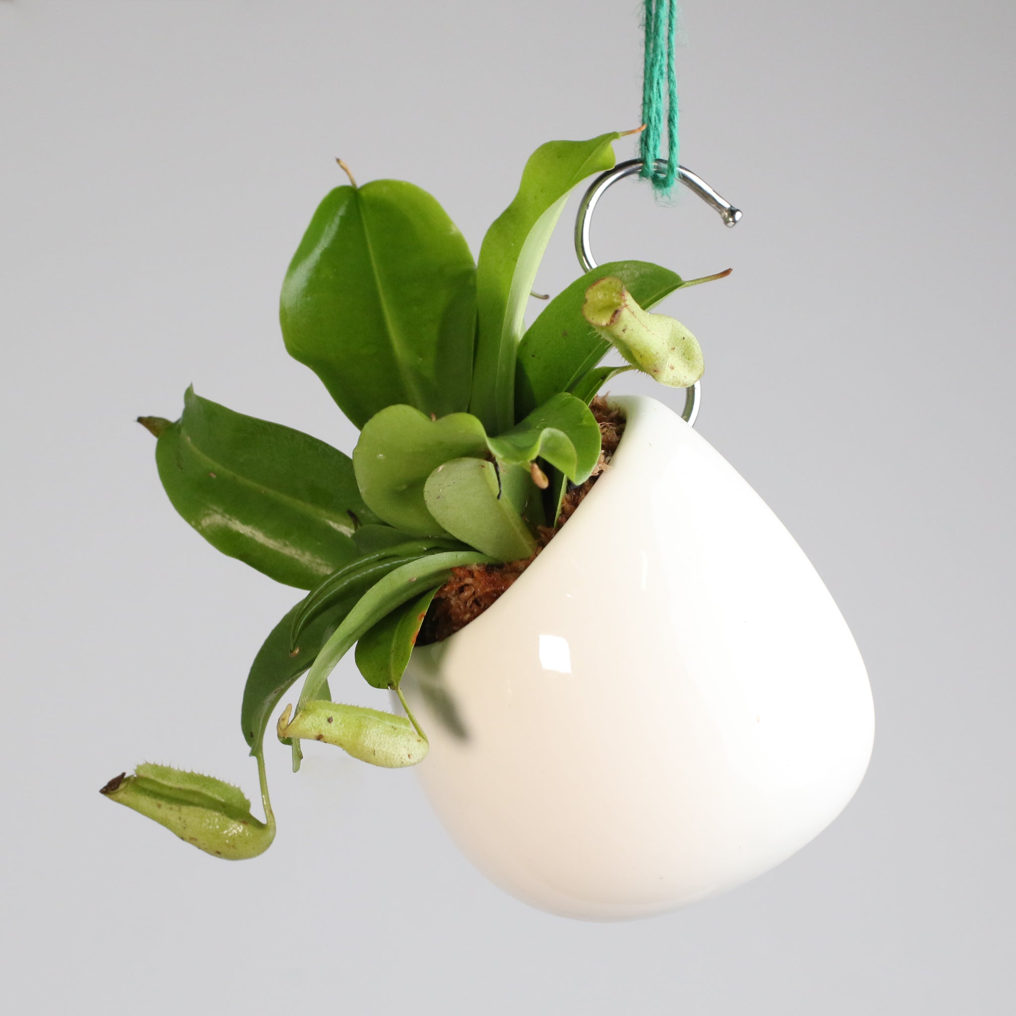 Minimalistic Ceramic White Signature Planter Bundle
