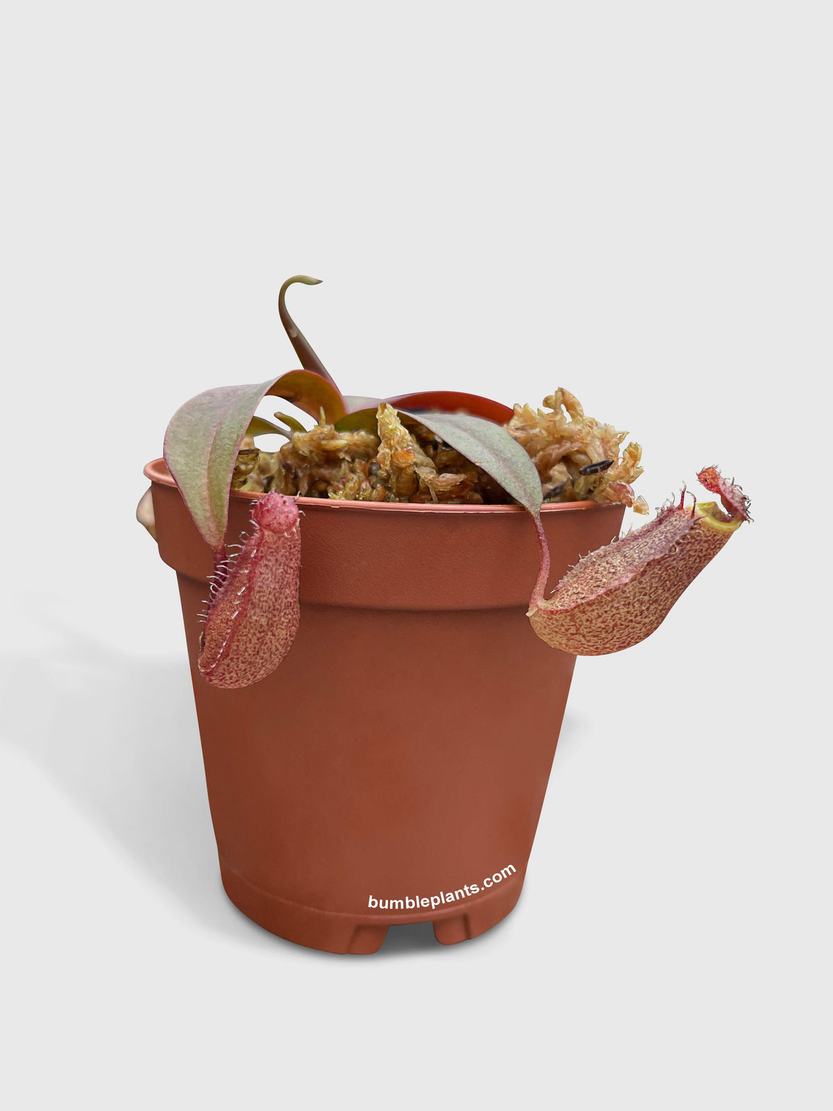 Nepenthes Rebecca Soper Carnivorous Pitcher Plant
