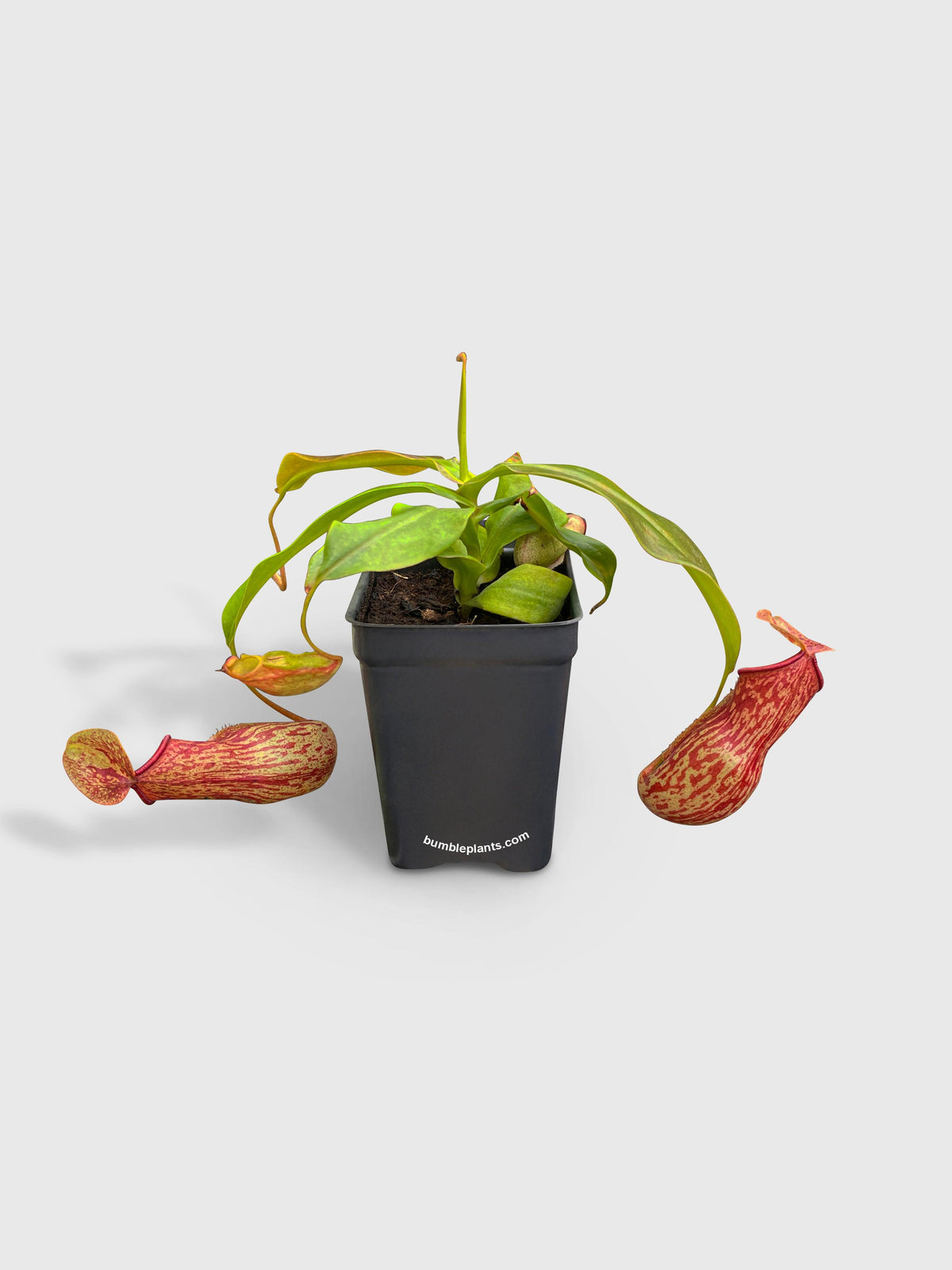 Nepenthes St. Gaya Carnivorous Pitcher Plant