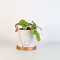Tropical Pitcher Plant Nepenthes Alata Carnivorous