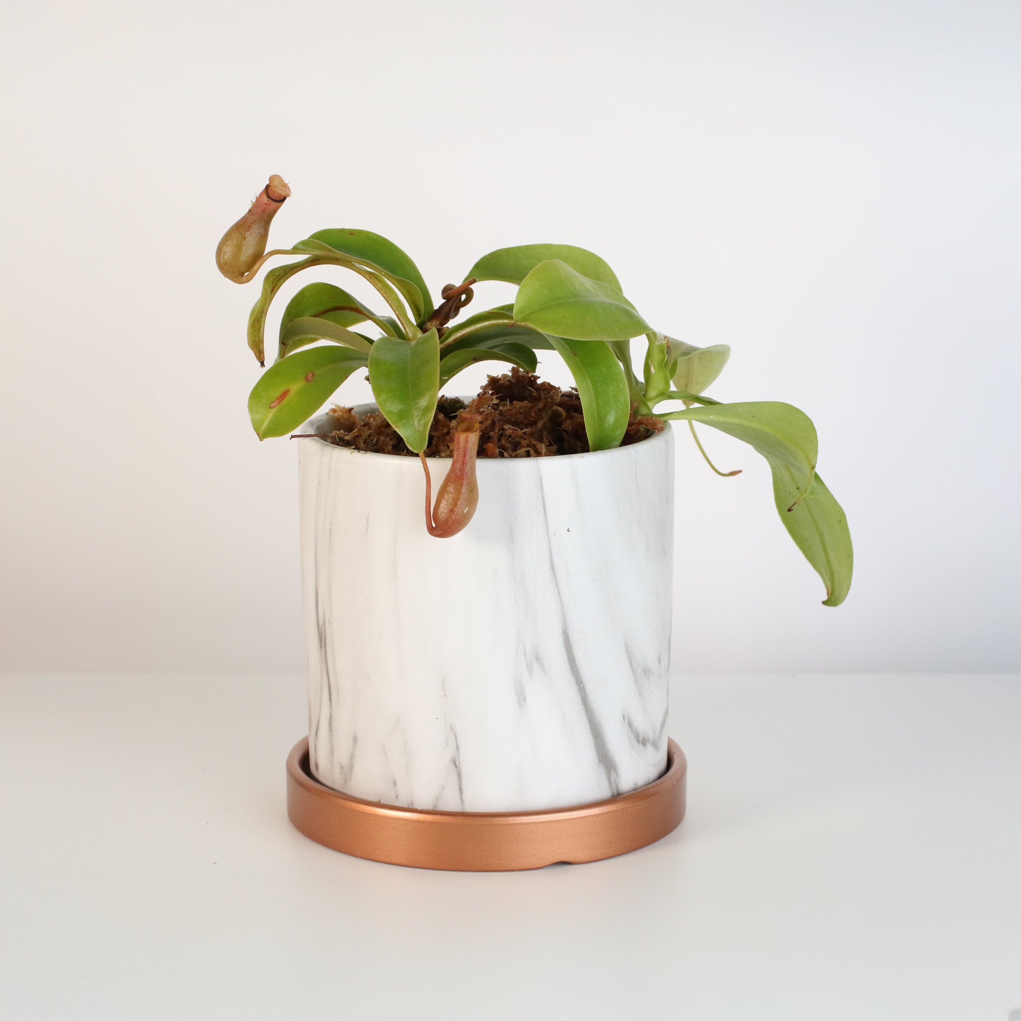 Tropical Pitcher Plant Nepenthes Alata Carnivorous