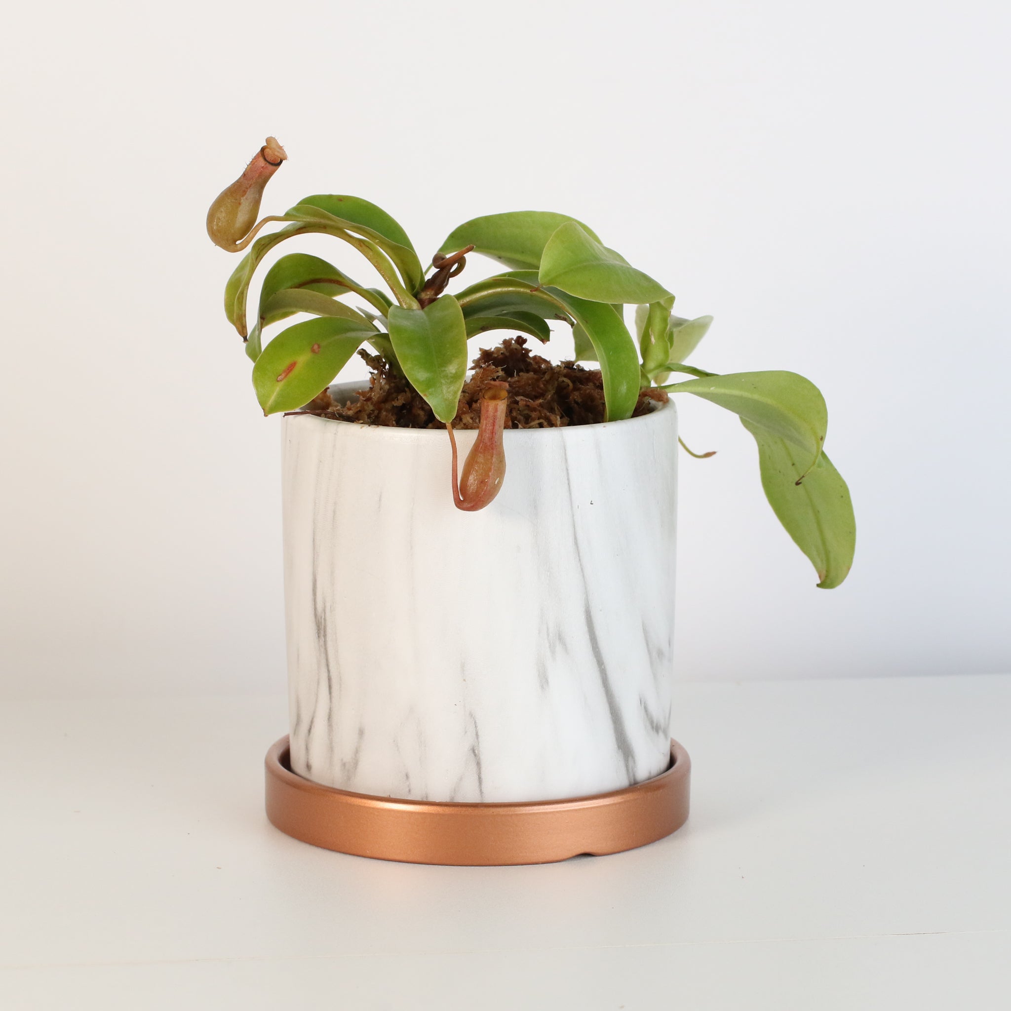 Tropical Pitcher Plant Nepenthes Alata Carnivorous