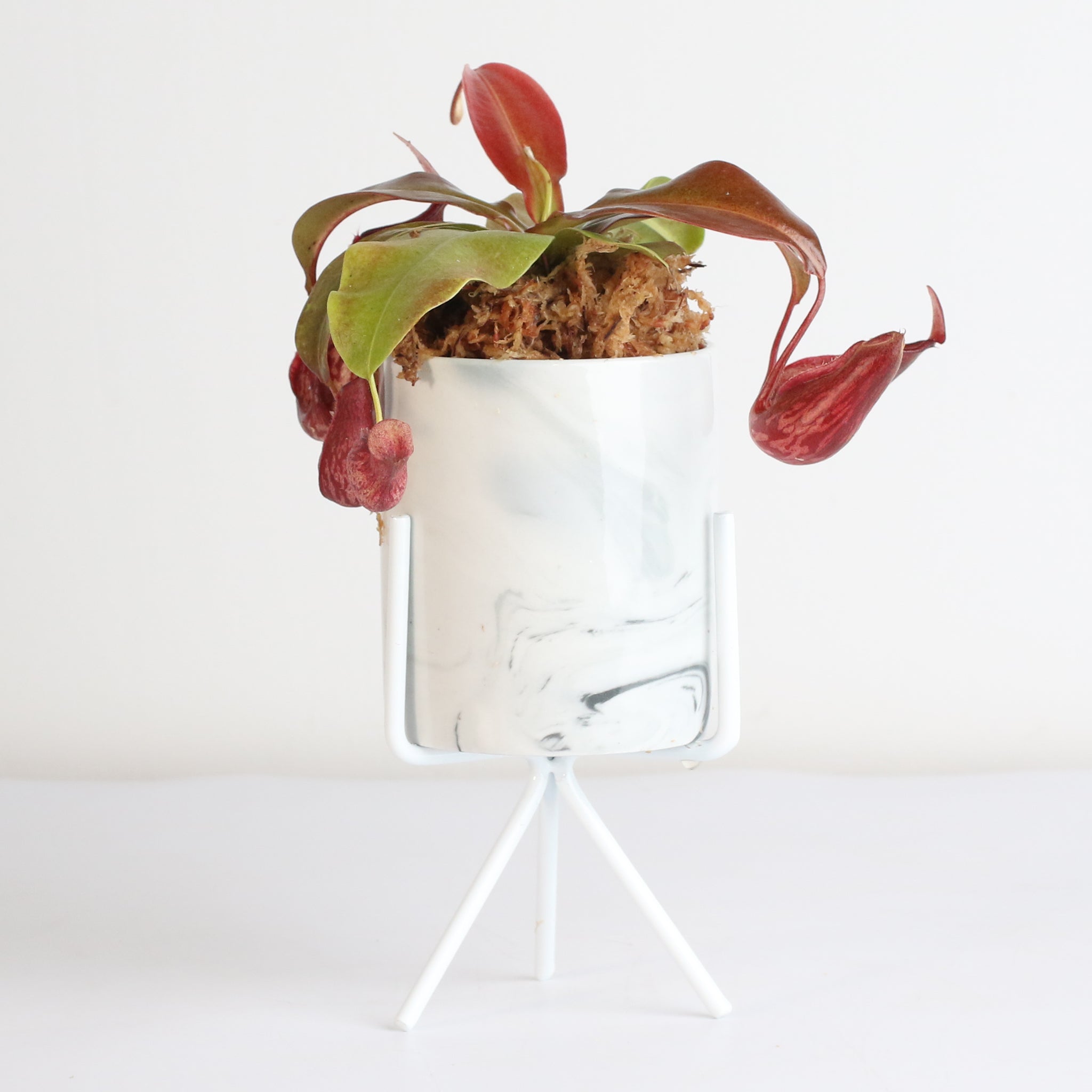 Tropical Pitcher Plant Nepenthes Gaya Carnivorous
