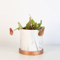 Tropical Pitcher Plant Nepenthes Gaya Carnivorous