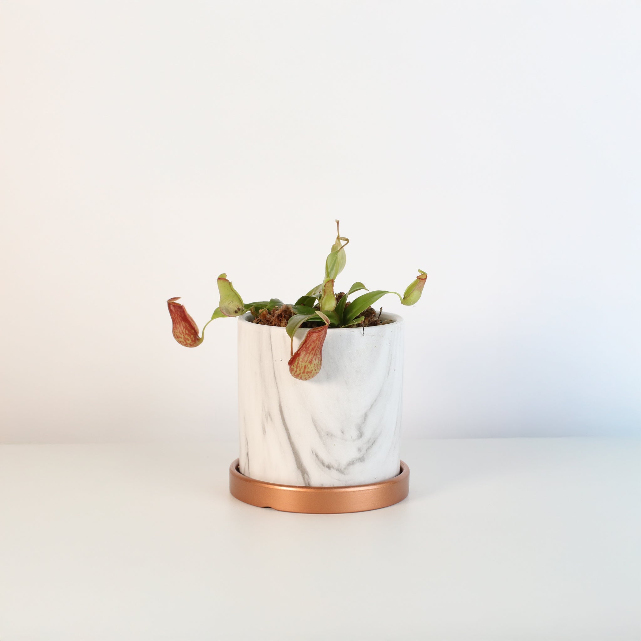 Tropical Pitcher Plant Nepenthes Gaya Carnivorous