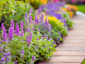 Nepeta 'Little Trudy®'