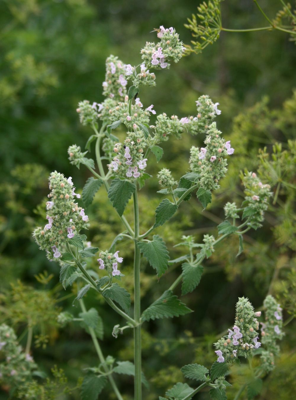 1000 Catnip Seeds - Nepeta cataria Seeds