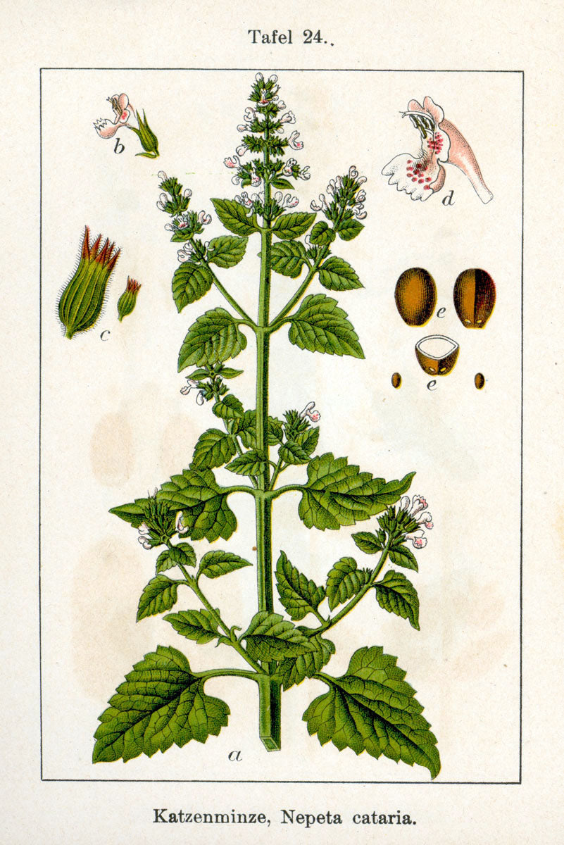 1000 Catnip Seeds - Nepeta cataria Seeds