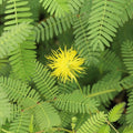 Live Water Mimosa Plant | Floating/Marginal Neptunia oleracea for Water Gardens & Ponds