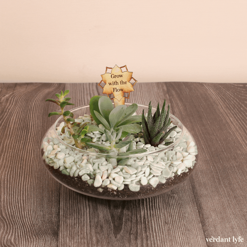 Sweetheart Terrarium Workshop - Thursday, TBD
