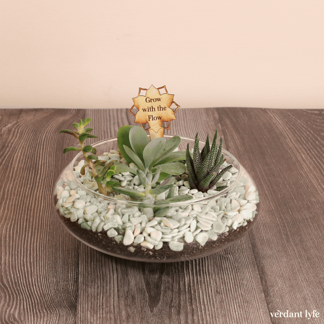 Sweetheart Terrarium Workshop - Thursday, TBD