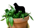 Newfoundland Plant Stake