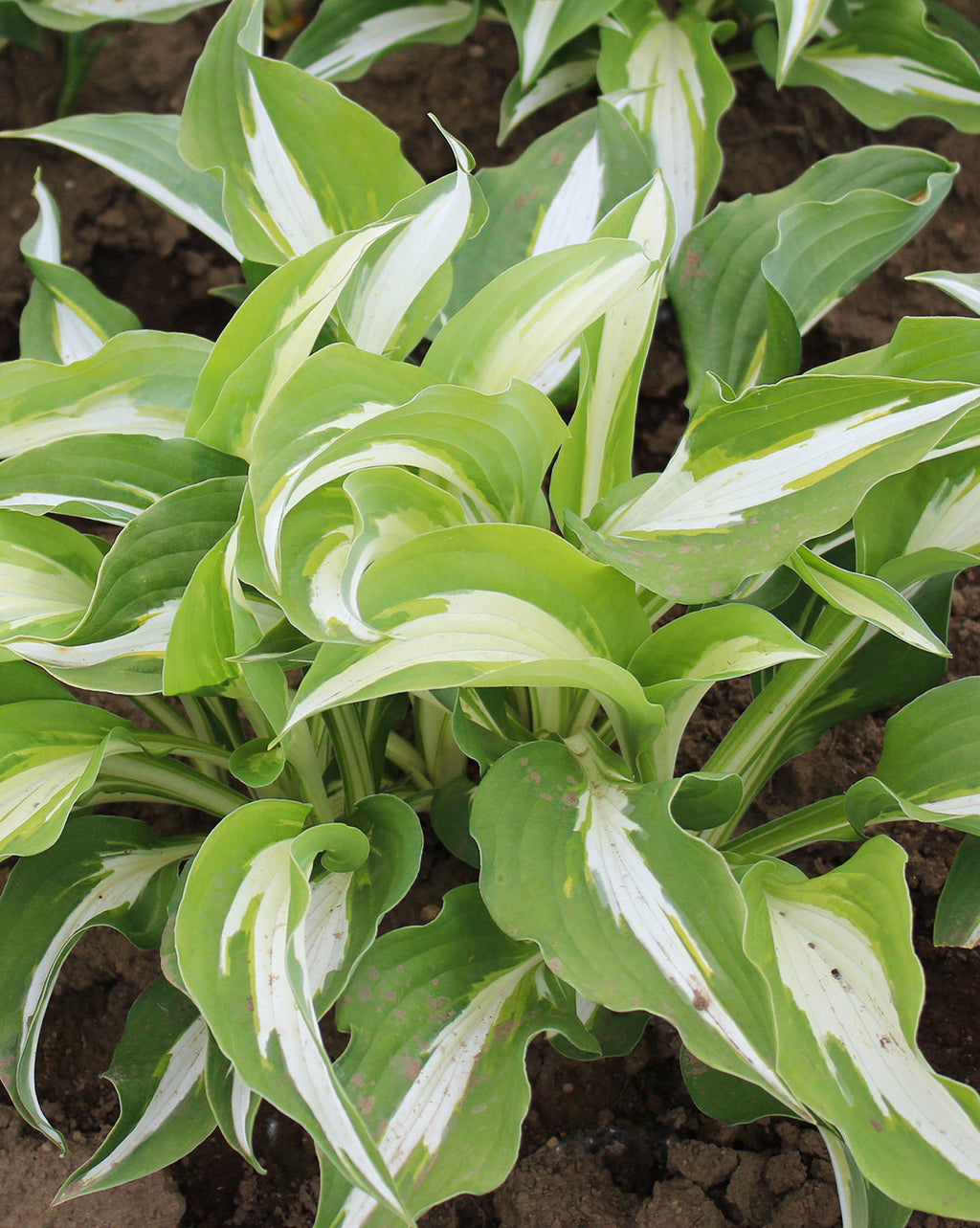 Night Before Christmas Hosta - 3 root divisions