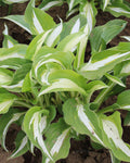 Night Before Christmas Hosta - 3 root divisions