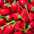 NuMex Chili Pepper Seeds