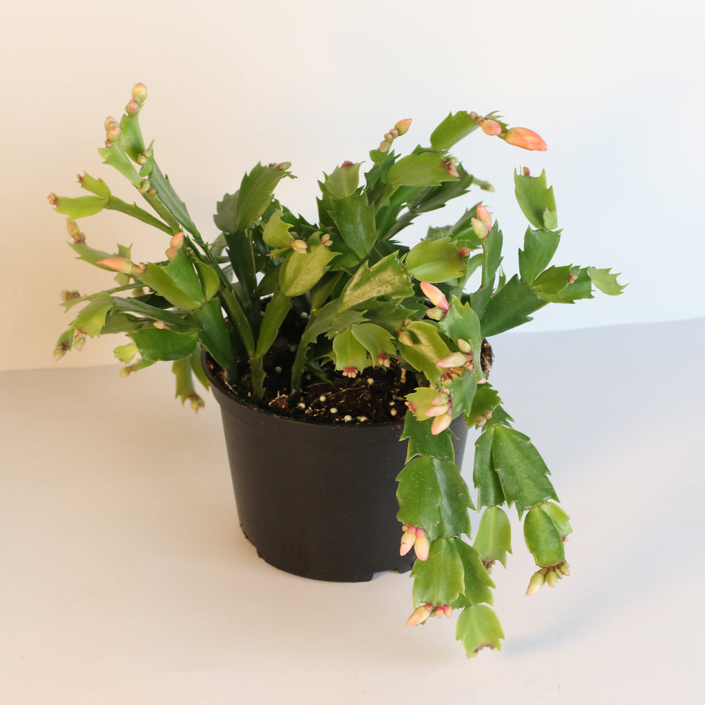 Zygo Cactus