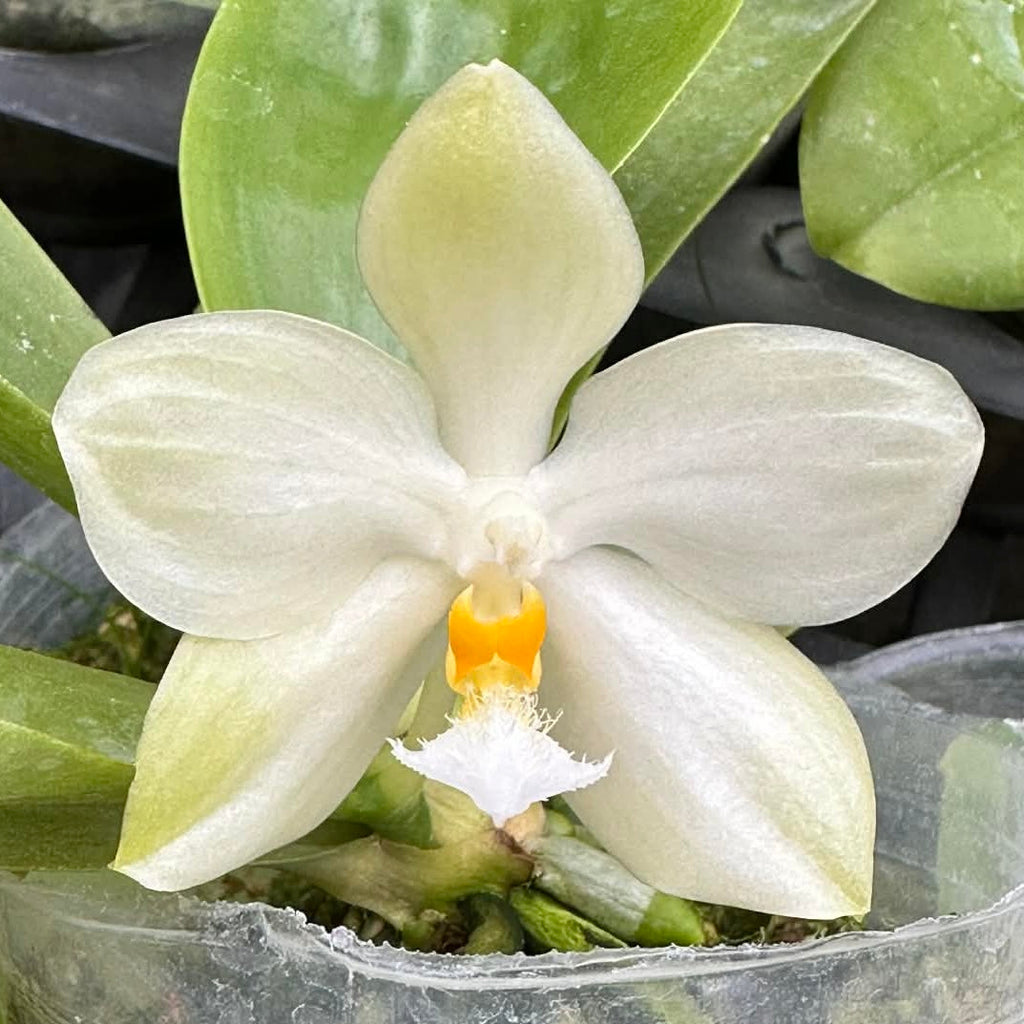 Phalaenopsis micholitzii x sib