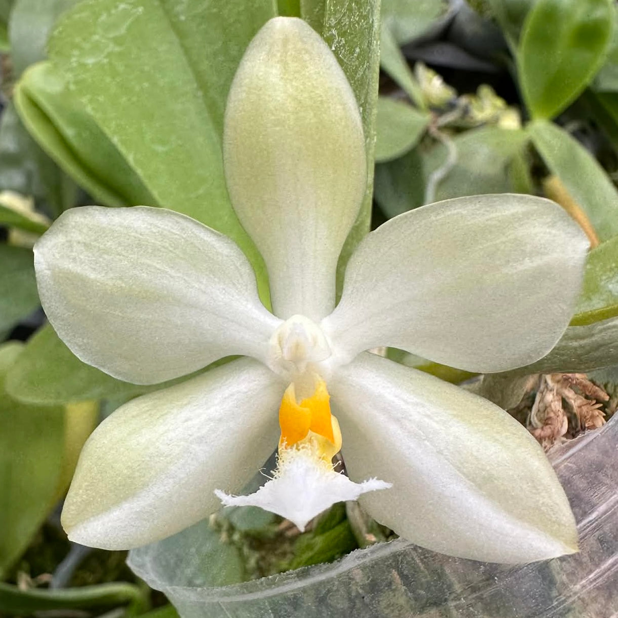 Phalaenopsis micholitzii x sib