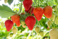 Ozark Beauty Strawberry Plants Bare Root – Everbearing, Sweet Juicy Berries, Hardy, High-Yield Garden Fruit, Spring to Fall Harvest
