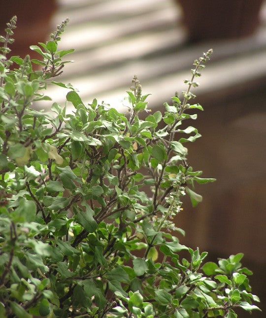 1000 Green Sacred Basil - Ocimum tenuiflorum Seeds
