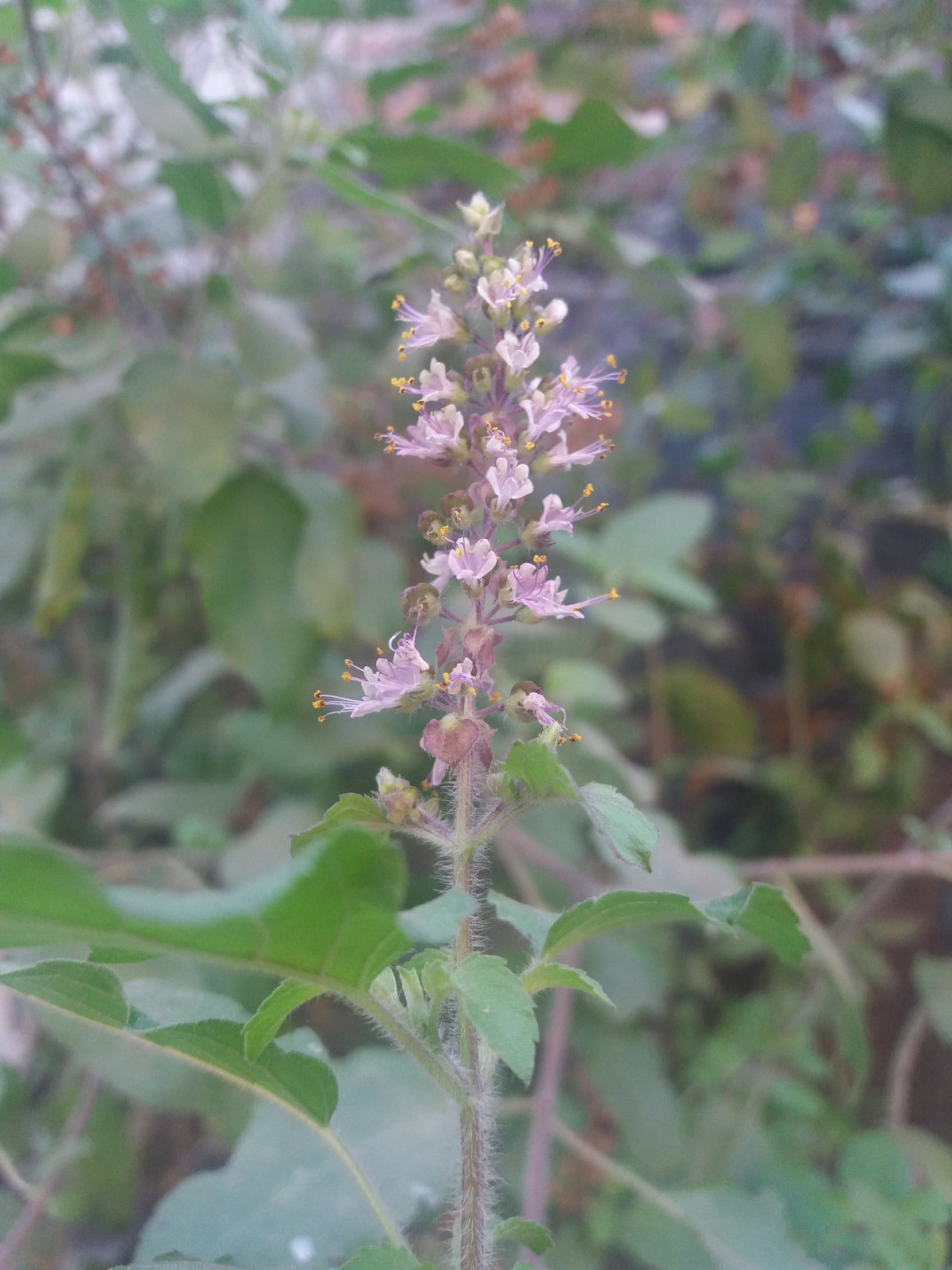 1000 Green Sacred Basil - Ocimum tenuiflorum Seeds