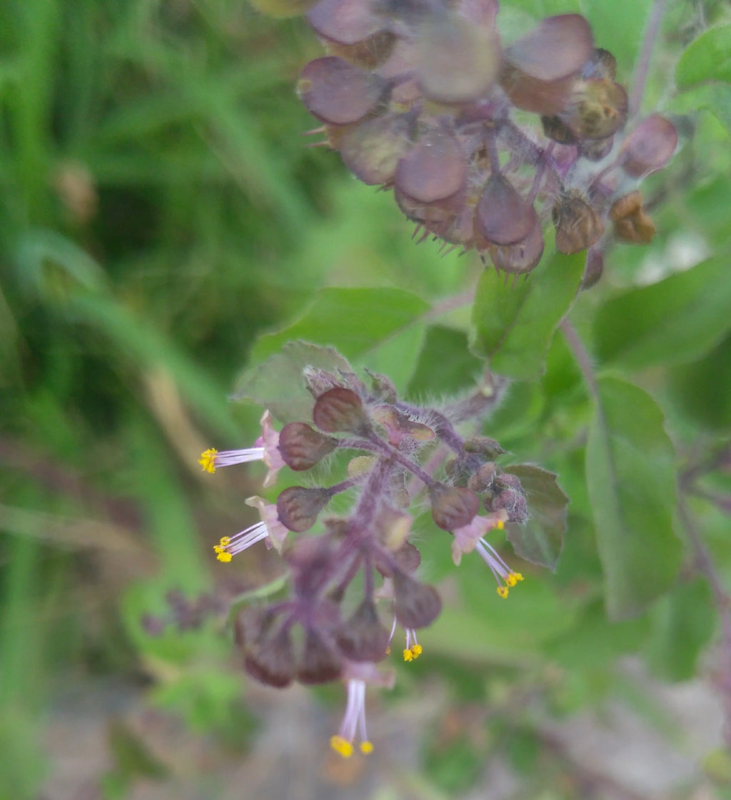 1000 Green Sacred Basil - Ocimum tenuiflorum Seeds