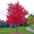 Maple Tree 'October Glory Red'