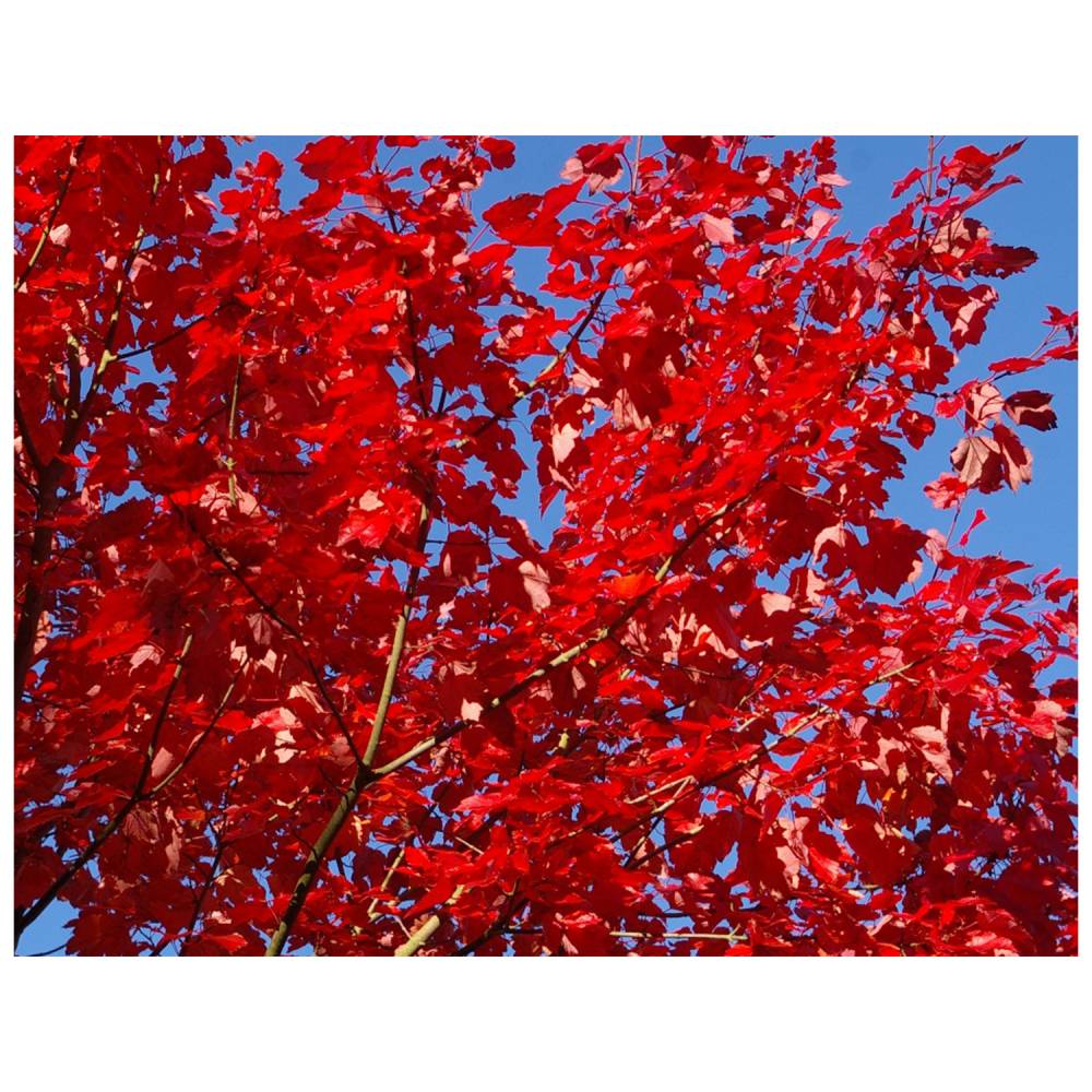 Maple Tree 'October Glory Red'