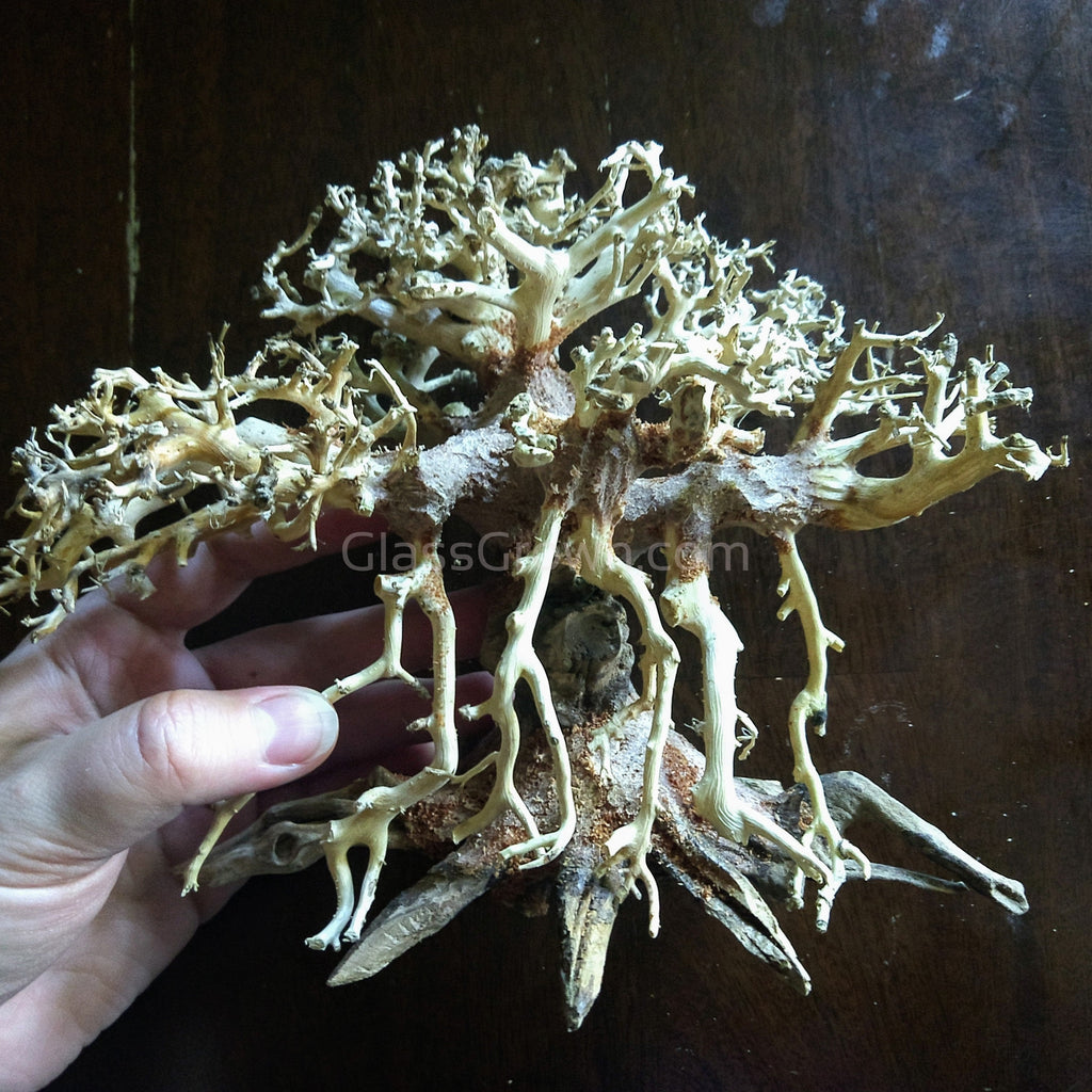 Octopus Bonsai Wood Nano Size 6"