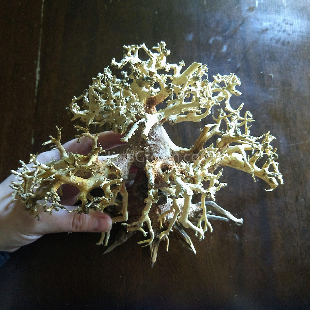 Octopus Bonsai Wood Nano Size 6"