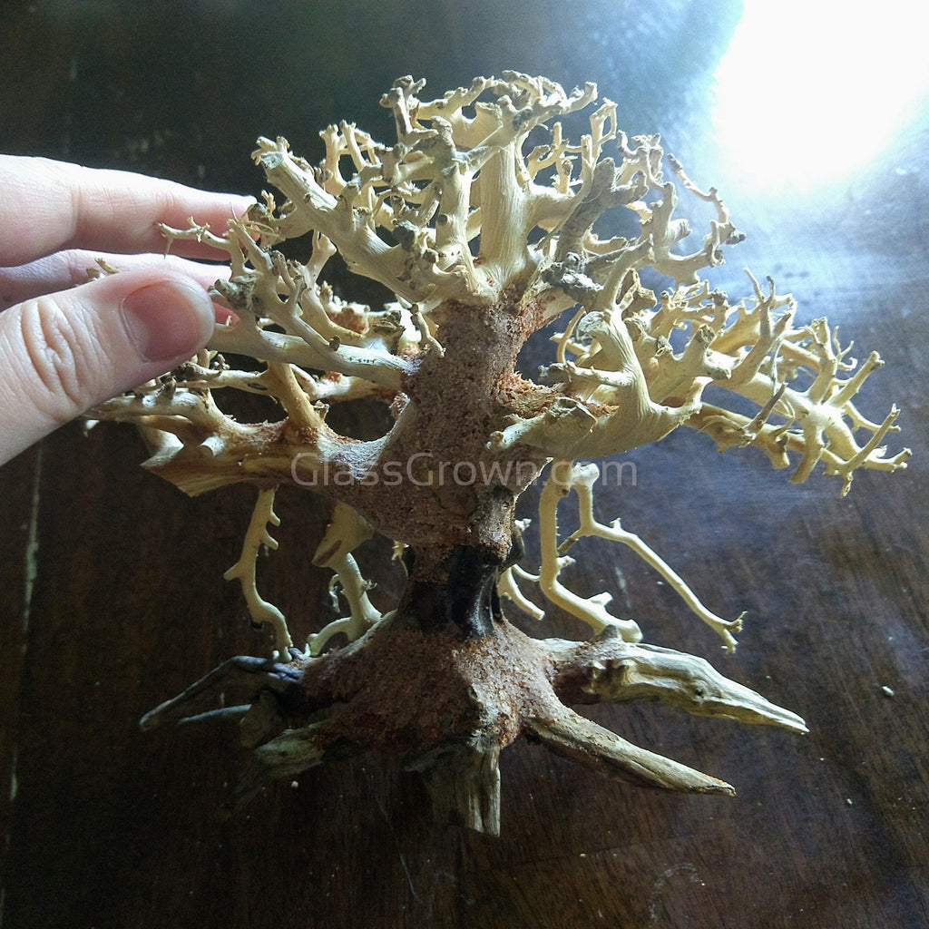 Octopus Bonsai Wood Nano Size 6"