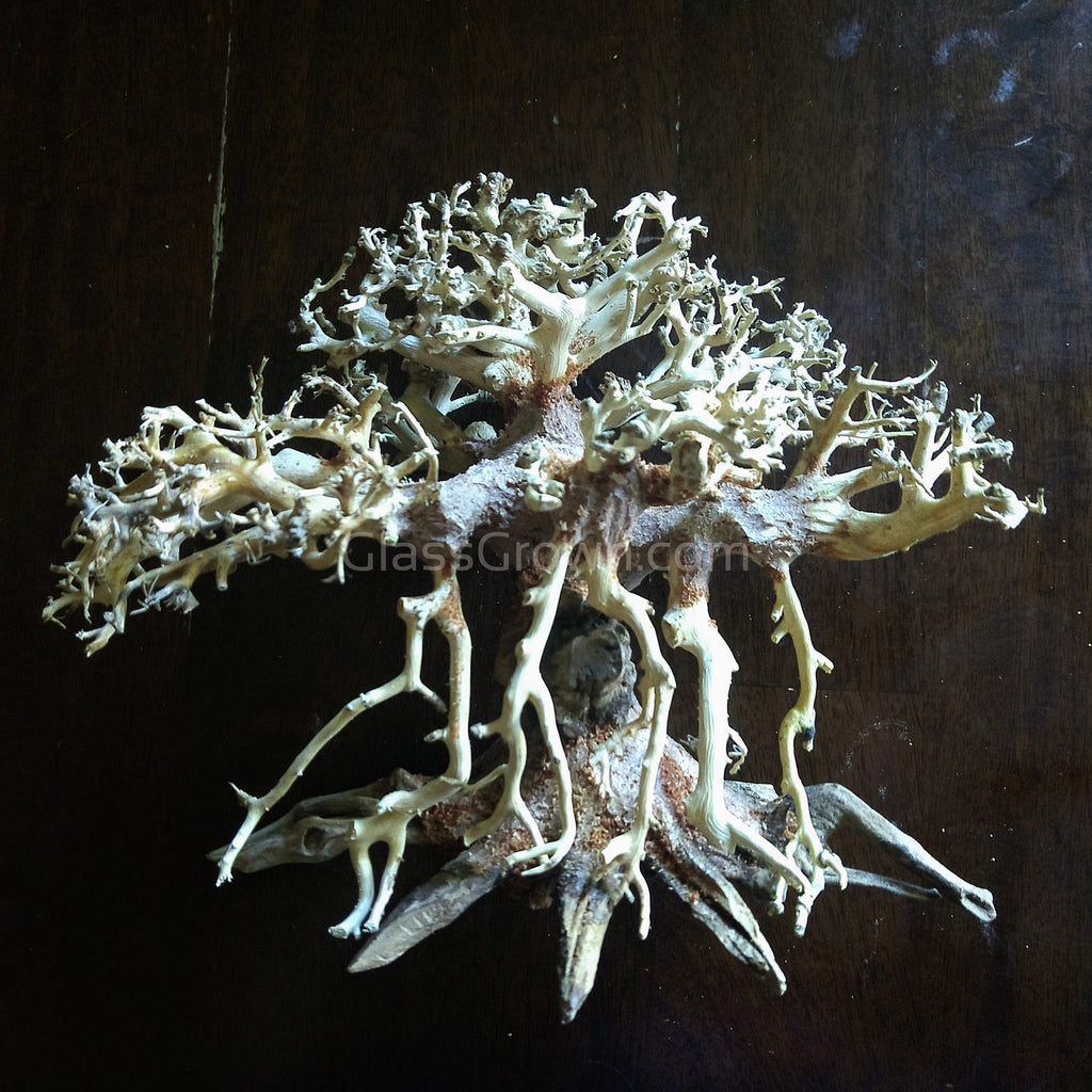 Octopus Bonsai Wood Nano Size 6"