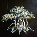 Octopus Bonsai Wood Nano Size 6"