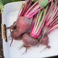 Ruby Queen Beet