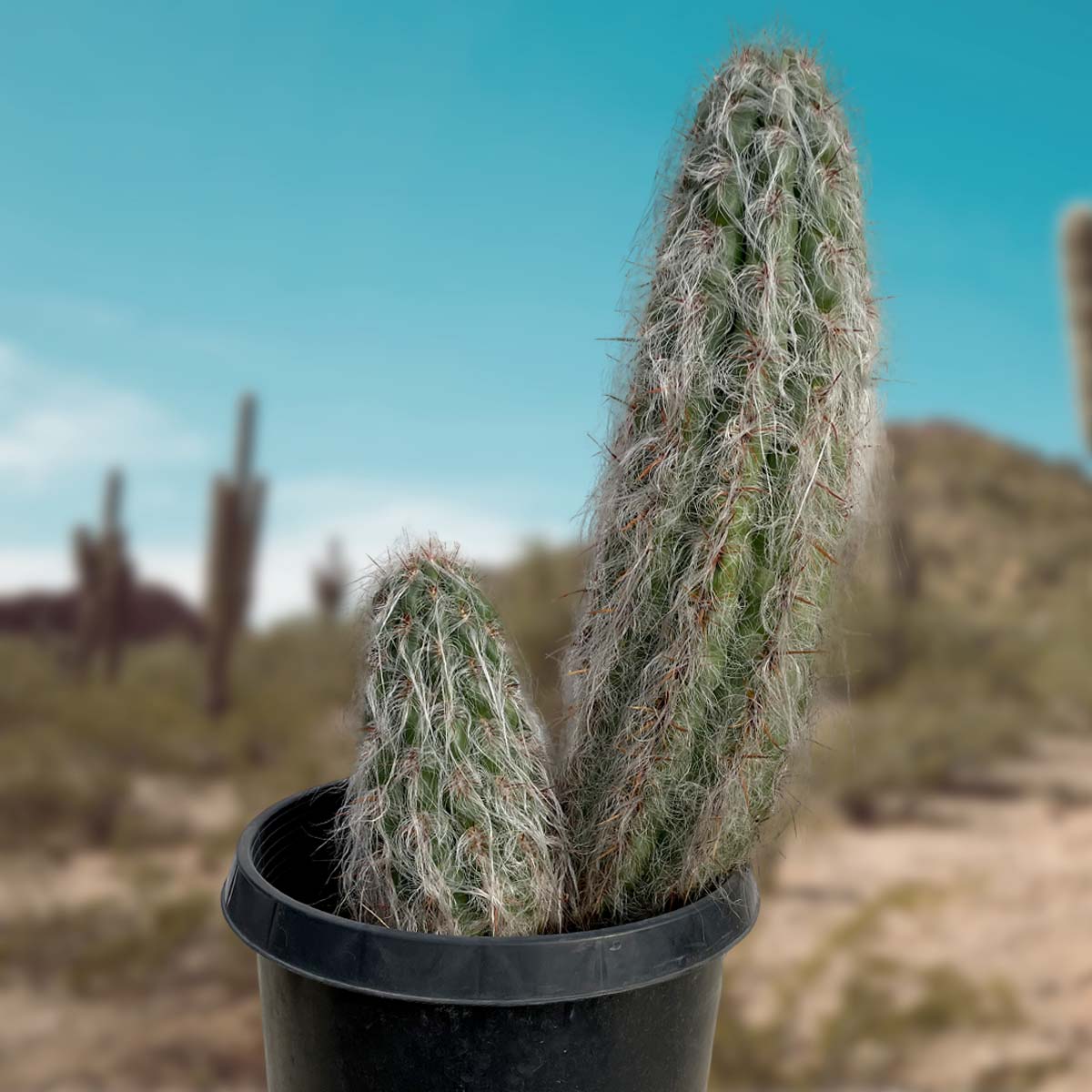 Old Man of the Andes Cactus