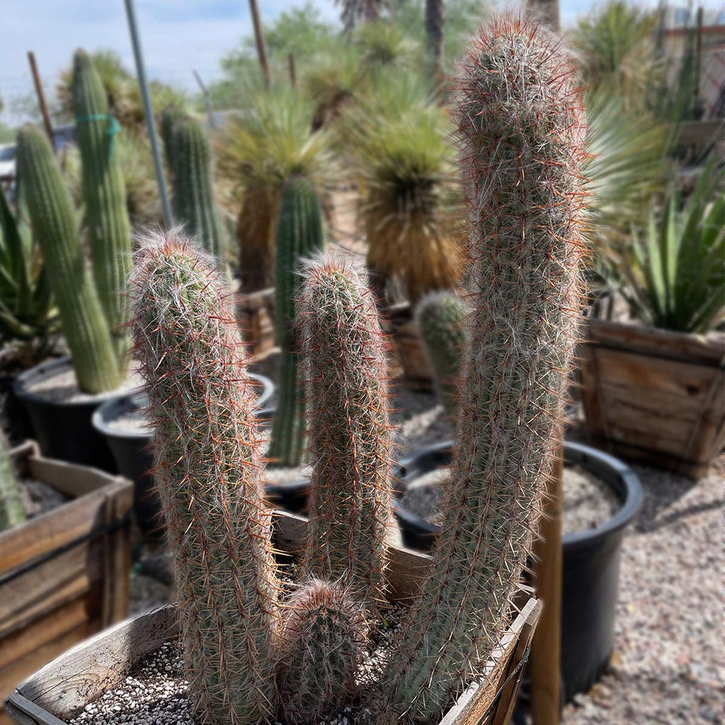 Old Man of the Andes Cactus